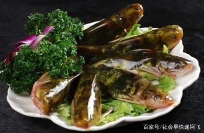 新津黃顙魚地標(biāo)產(chǎn)品介紹：四川成都新津黃顙魚地標(biāo)產(chǎn)品是四川成都新津區(qū)的特色水產(chǎn) 其他寵物 第5張