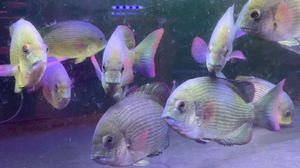 如何判斷馬拉莫寶石魚飽食：如何確定馬拉莫寶石魚飽食