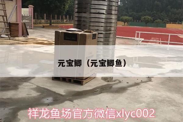 元寶鯽魚(yú)飼料品牌推薦：元寶鯽魚(yú)飼料品牌推薦，元寶鯽魚(yú)專(zhuān)用飼料配方 其他寵物 第3張