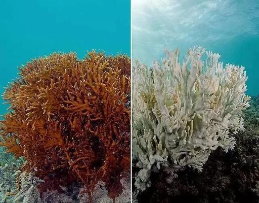 海象魚水溫波動的影響：水溫波動對海象魚的影響 其他寵物 第5張