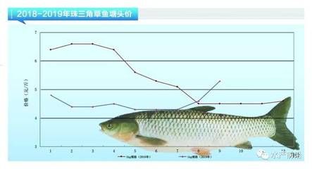 鱖魚養(yǎng)殖成本控制方法：淺談鱖魚養(yǎng)殖成本控制 其他寵物 第1張