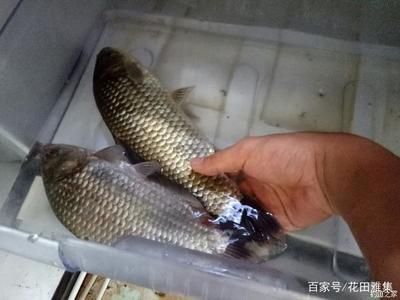 活魚保存的最佳溫度：活魚在保存過程中需要維持一定的溫度以確保其新鮮度和存活率 其他寵物 第5張