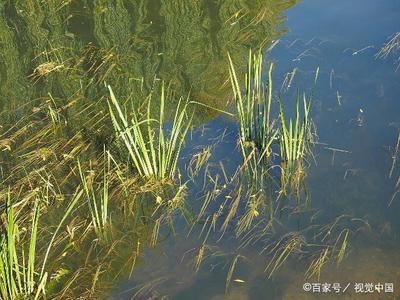 水草養(yǎng)殖水質(zhì)調(diào)控技巧：養(yǎng)殖池塘水質(zhì)調(diào)控技巧分析水質(zhì)調(diào)控技巧和應(yīng)用技巧 其他寵物 第1張