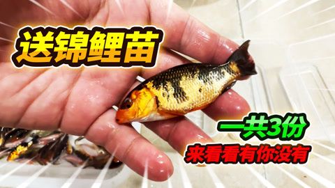 如何保持招財(cái)貓魚苗水質(zhì)清潔：保持招財(cái)貓魚苗水質(zhì)清潔的幾點(diǎn)建議 其他寵物 第4張