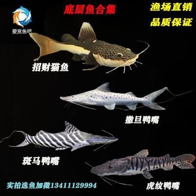 招財貓魚苗適宜pH值范圍：養(yǎng)殖招財貓魚苗需要注意以下幾個方面，可以有效預(yù)防疾病發(fā)生 其他寵物 第2張