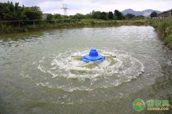 藻類增氧的最佳種植方案：藻類增氧與魚蝦健康關系 其他寵物 第3張