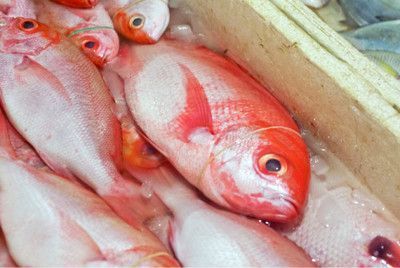 水族箱植物選擇與養(yǎng)護(hù)：水族箱植物的選擇與養(yǎng)護(hù) 其他寵物 第2張