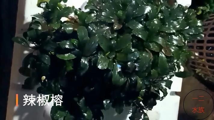 水草增氧效果對(duì)比分析：水族箱增氧設(shè)備推薦，水草與魚類共生關(guān)系，水草養(yǎng)護(hù)技巧分享 其他寵物 第4張