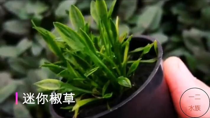 水草增氧效果對(duì)比分析：水族箱增氧設(shè)備推薦，水草與魚類共生關(guān)系，水草養(yǎng)護(hù)技巧分享 其他寵物 第5張