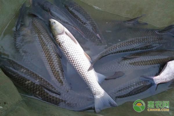 預(yù)防水霉病的有效措施：如何提高魚(yú)缸氧氣量，魚(yú)缸裝飾物清潔方法 其他寵物 第4張