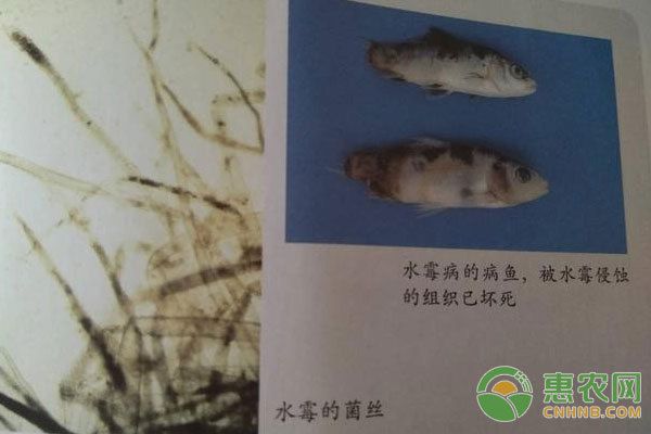 預(yù)防水霉病的有效措施：如何提高魚(yú)缸氧氣量，魚(yú)缸裝飾物清潔方法 其他寵物 第5張