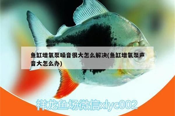 三間魚繁殖環(huán)境噪音控制：三間魚繁殖環(huán)境中噪音的管理與控制方法 其他寵物 第5張