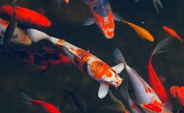 龍魚貼缸壁游：如何讓龍魚貼缸壁游 水族問答 第1張