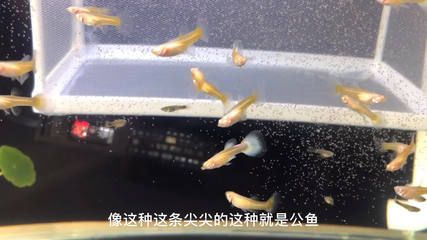 如何判斷幼魚是否患病：判斷幼魚是否患病可以通過以下幾個方面進行觀察及判斷 其他寵物 第3張