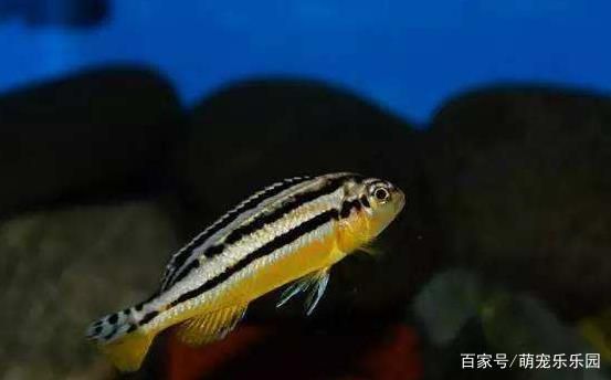 鳳凰魚飼養(yǎng)環(huán)境要求：荷蘭鳳凰魚的飼養(yǎng)環(huán)境要求 其他寵物 第1張