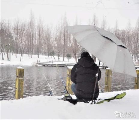 鯽魚冬季棲息地環(huán)境特點：鯽魚在冬季為什么喜歡在水溫較高的地方棲息？ 其他寵物 第2張