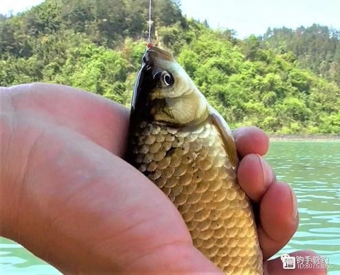 鯽魚冬季棲息地環(huán)境特點：鯽魚在冬季為什么喜歡在水溫較高的地方棲息？ 其他寵物 第3張