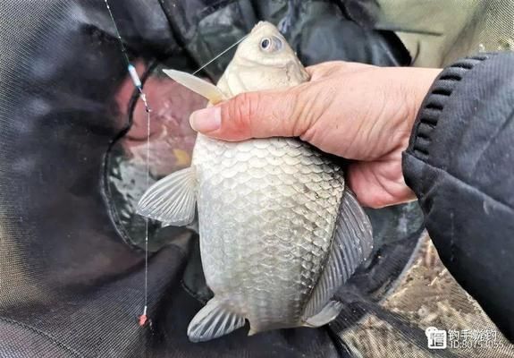 鯽魚冬季棲息地環(huán)境特點：鯽魚在冬季為什么喜歡在水溫較高的地方棲息？ 其他寵物 第1張