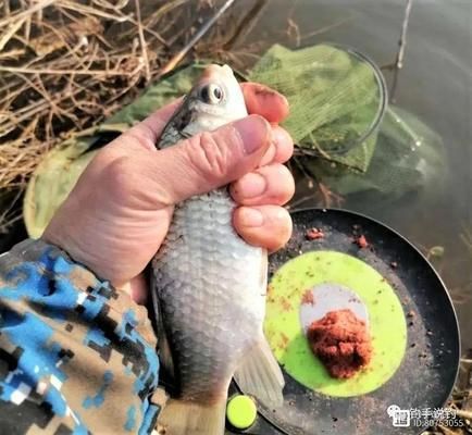 鯽魚冬季棲息地環(huán)境特點：鯽魚在冬季為什么喜歡在水溫較高的地方棲息？ 其他寵物 第5張