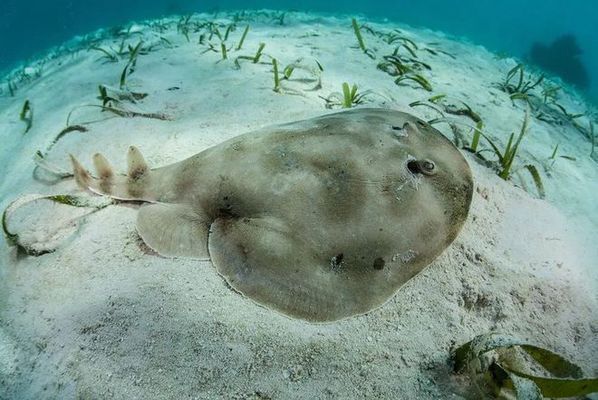 象鼻魚電擊能力的生態(tài)適應(yīng)：研究發(fā)現(xiàn)象鼻魚的電擊能力在生態(tài)系統(tǒng)中的作用 其他寵物 第3張