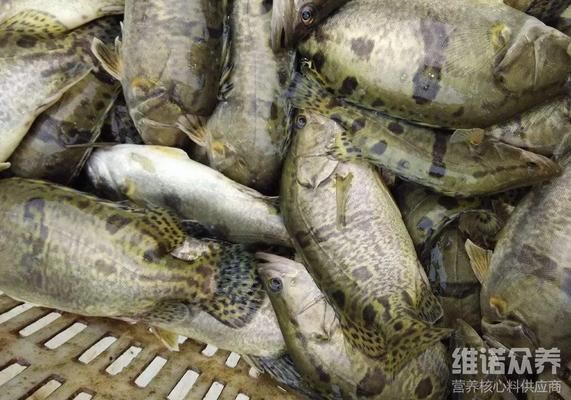 玉鯖魚幼魚飼料選擇技巧：玉鯖魚幼魚飼料自制方法 其他寵物 第2張