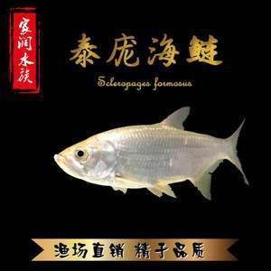 泰龐海鰱魚的產(chǎn)地分布：泰龐海鰱魚的養(yǎng)殖技巧 其他寵物 第4張