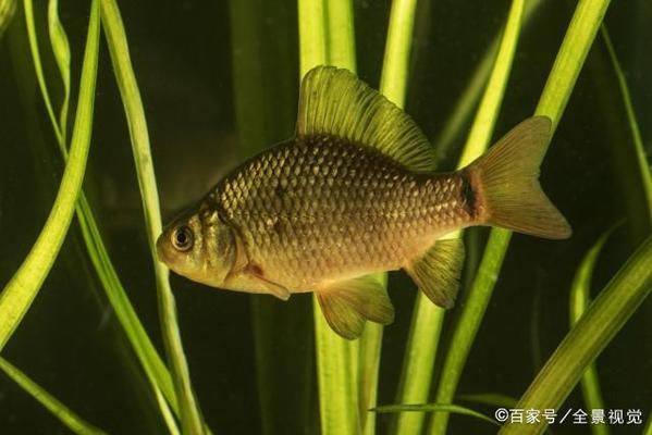 魚飼料氣味鑒別要點(diǎn)：優(yōu)質(zhì)魚飼料氣味鑒別誤區(qū)魚飼料氣味與營(yíng)養(yǎng)關(guān)系 其他寵物 第2張