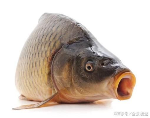 魚飼料氣味鑒別要點(diǎn)：優(yōu)質(zhì)魚飼料氣味鑒別誤區(qū)魚飼料氣味與營(yíng)養(yǎng)關(guān)系 其他寵物 第1張