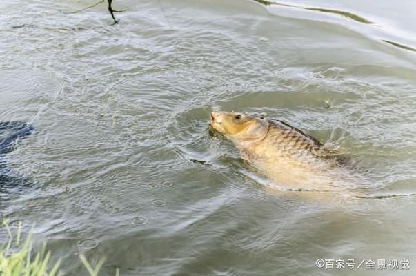 魚飼料氣味鑒別要點(diǎn)：優(yōu)質(zhì)魚飼料氣味鑒別誤區(qū)魚飼料氣味與營(yíng)養(yǎng)關(guān)系 其他寵物 第3張