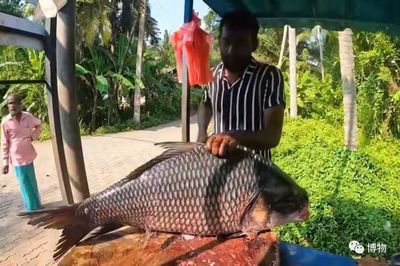 暹羅巨鯉飼料添加劑選擇：暹羅巨鯉飼料添加劑安全性 其他寵物 第4張