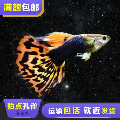 豹紋夫魚繁殖周期時(shí)長：如何提高豹紋夫魚的繁殖率 其他寵物 第2張