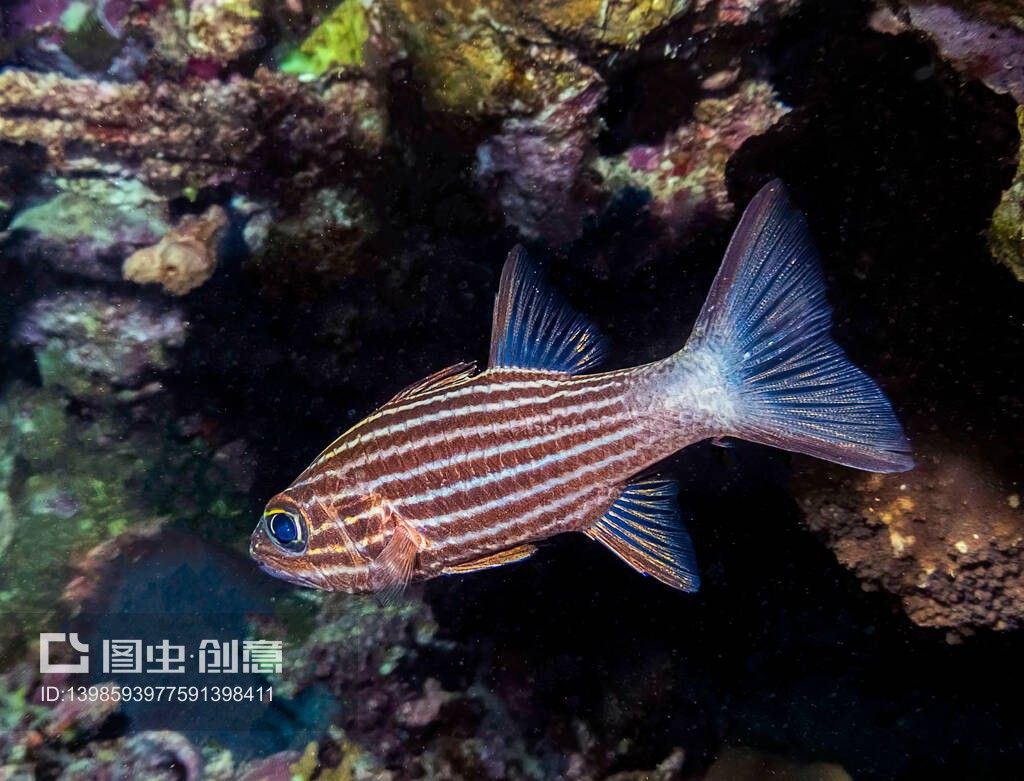 圣菲埃及魚繁殖條件設(shè)置：圣菲埃及神仙魚的繁殖技巧 其他寵物 第4張