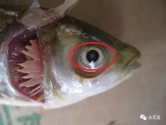 月光鴨嘴魚鰓腹水病的早期診斷技巧：月光鴨嘴魚腸炎與腹水病關(guān)系早期診斷技巧有助于治療 其他寵物 第1張