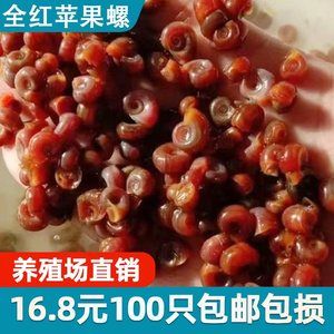 紅圓點(diǎn)狗頭魚專用飼料選擇：紅圓點(diǎn)狗頭魚專用飼料選擇指南 其他寵物 第3張