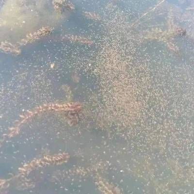 金魚食欲減退的原因：金魚食欲減退可能由多種因素引起 其他寵物 第5張