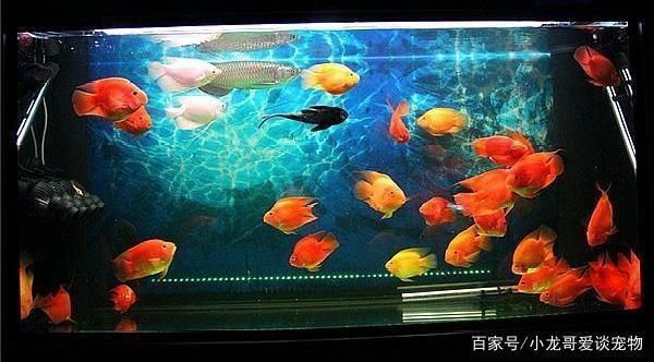 鸚鵡魚混養(yǎng)的水質(zhì)管理：如何判斷鸚鵡魚混養(yǎng)的水質(zhì) 其他寵物 第6張