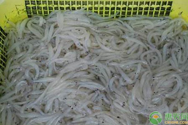 銀魚苗養(yǎng)殖技術(shù)進(jìn)步案例：銀魚苗養(yǎng)殖技術(shù)的最新進(jìn)展， 其他寵物 第5張