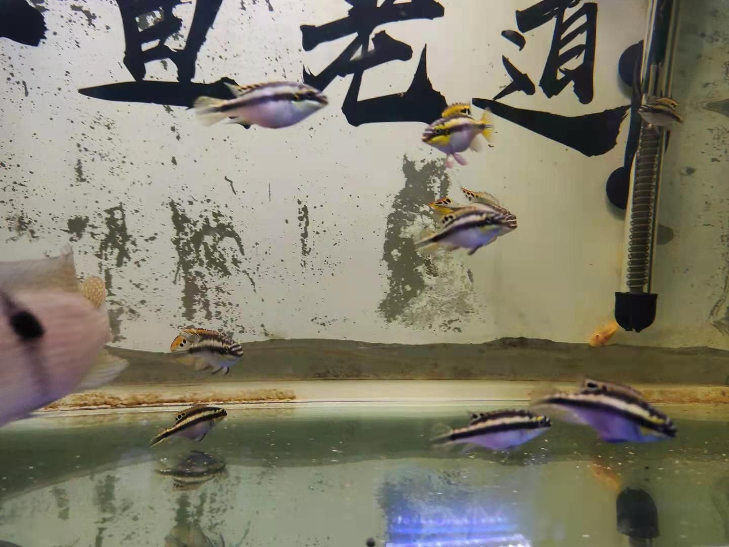 七星系地圖魚的飼養(yǎng)技巧：七星系地圖魚的飼養(yǎng)技巧七星魚與地圖魚的飼養(yǎng)技巧 其他寵物 第4張