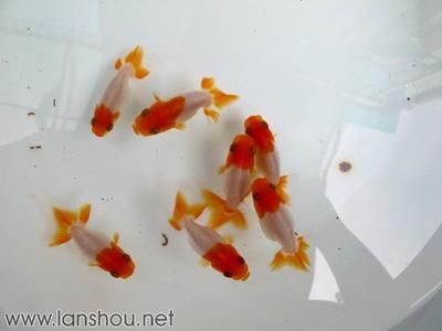 金魚(yú)繁殖的最佳時(shí)機(jī)：金魚(yú)繁殖的最佳時(shí)機(jī)是什么時(shí)候 其他寵物 第5張