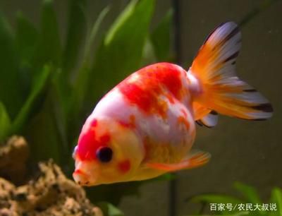 金魚(yú)繁殖的最佳時(shí)機(jī)：金魚(yú)繁殖的最佳時(shí)機(jī)是什么時(shí)候 其他寵物 第4張