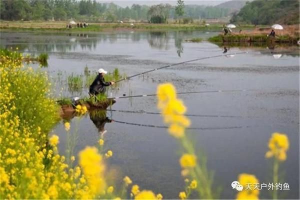 雪鯽魚繁殖水溫變化規(guī)律：冬季鯽魚繁殖水溫要求 其他寵物 第5張