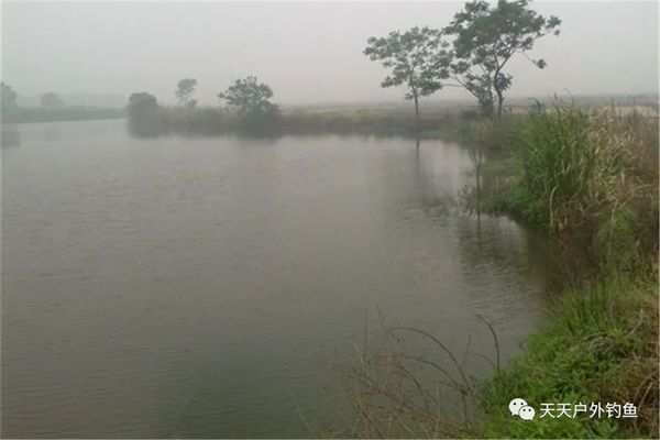 雪鯽魚繁殖水溫變化規(guī)律：冬季鯽魚繁殖水溫要求 其他寵物 第4張