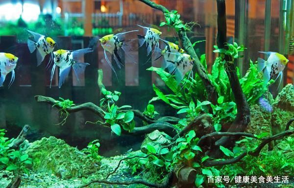 水族器材選購指南：水族器材的選購指南 其他寵物 第3張