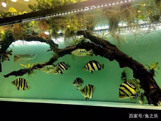 印尼三紋虎魚常見疾病預(yù)防：印尼三紋虎魚常見疾病的預(yù)防措施 其他寵物 第5張