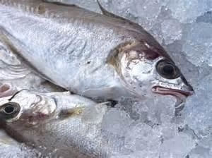 金老虎魚活食與冷凍食比較：如何讓金老虎魚適應(yīng)冷凍食