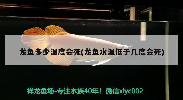 伊巴卡魚適宜水溫范圍：伊巴卡魚最佳生長水溫，如何監(jiān)測魚缸水溫變化 其他寵物 第6張