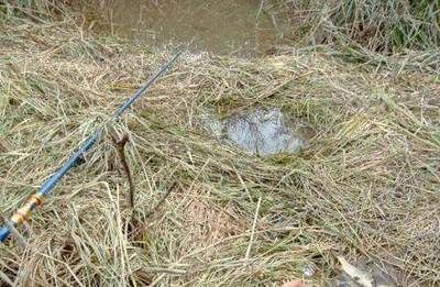 雪鯽魚繁殖水質(zhì)檢測指標(biāo)：雪鯽魚繁殖最佳水溫范圍 其他寵物 第5張