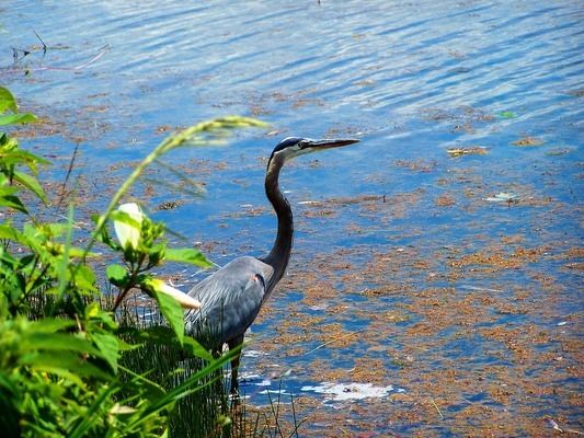 六角恐龍魚水位多少度：六角恐龍魚適宜水溫 其他寵物 第1張