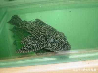 白子球鯊魚幼體飼養(yǎng)水族箱要求：白子球鯊魚幼體鯊魚幼體飼養(yǎng)水族箱飼養(yǎng)需求和注意事項(xiàng) 其他寵物 第2張