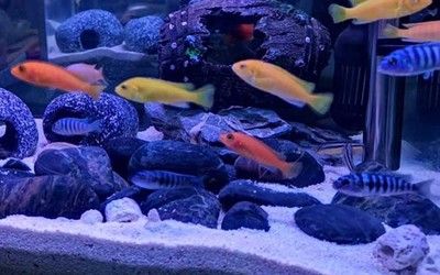 白子球鯊魚幼體飼養(yǎng)水族箱要求：白子球鯊魚幼體鯊魚幼體飼養(yǎng)水族箱飼養(yǎng)需求和注意事項(xiàng) 其他寵物 第1張